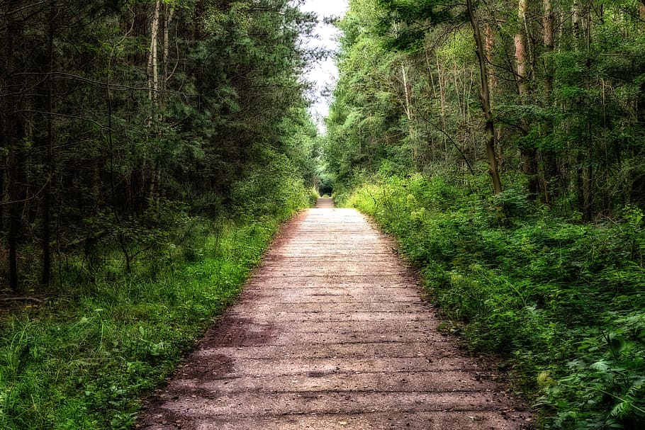 gray asphalt road near on green trees, away, forest, forest path HD wallpaper