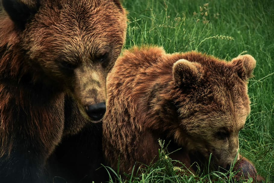 two brown bears on grass field, brown bear and cub on grass field HD wallpaper