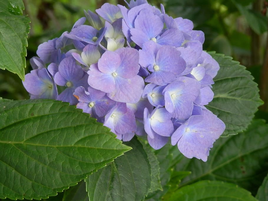hydrangea, blue, flowrs, violet, purple, blossoms, blooms, blooming HD wallpaper