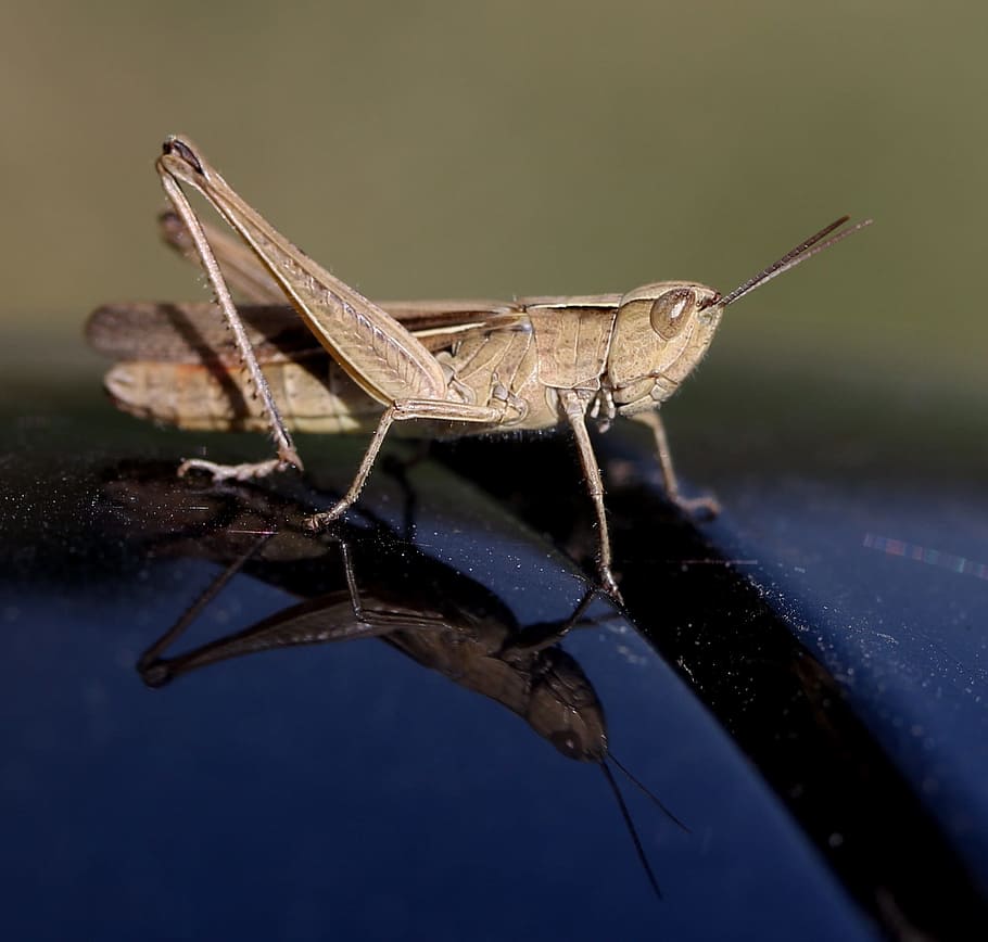 cricket, insecta, reflection, closeup, invertebrate, animal wildlife HD wallpaper
