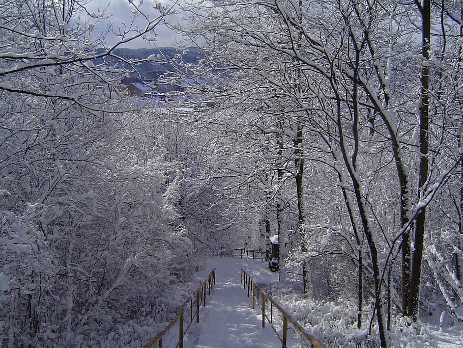 winter, nature, tree, white, trees, frost, snow, cold, park HD wallpaper