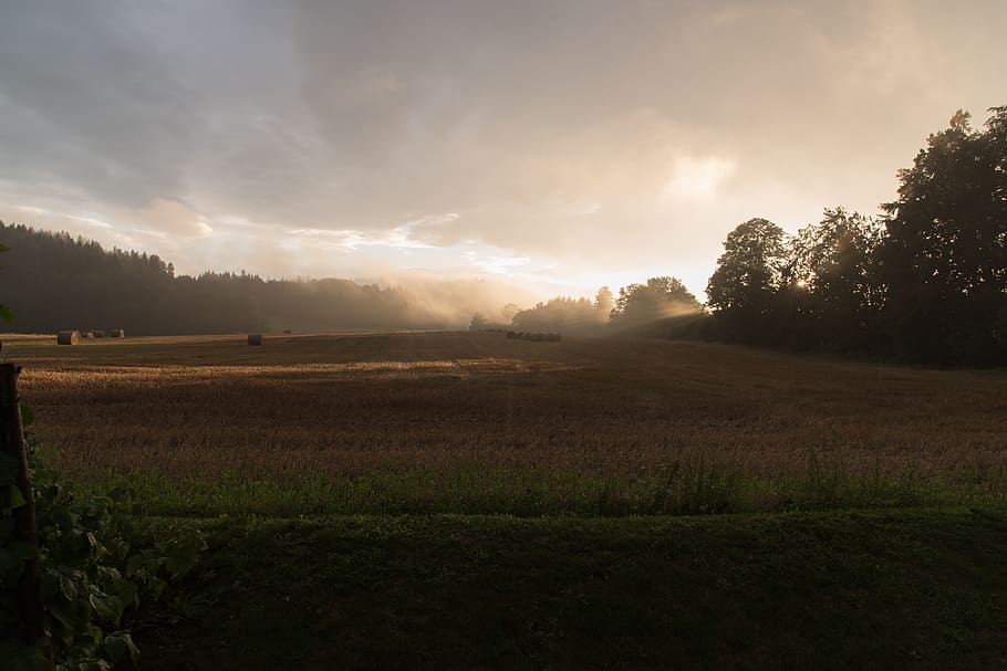 sunset, mist, forest, summer, landscape, tranquil scene, tranquility HD wallpaper