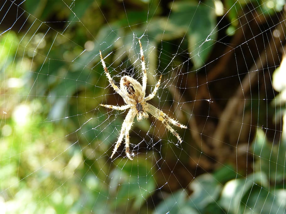 spider, cobweb, arachnid, case, phobia, spider web, animal HD wallpaper