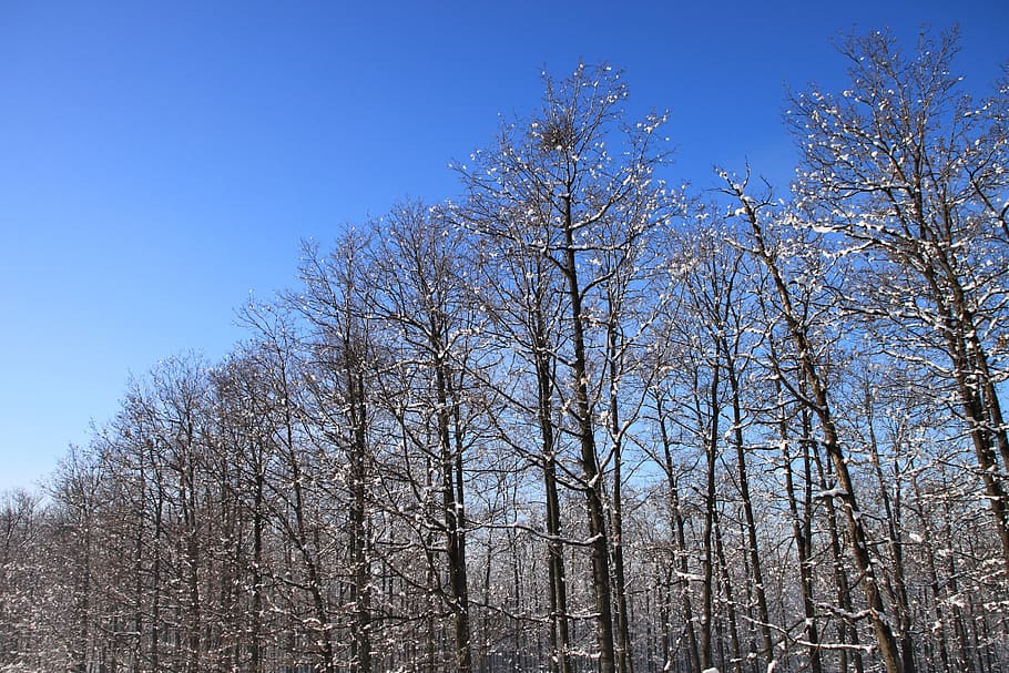 blue, cold, forest, sky, snowy, trees, white, nature, winter HD wallpaper