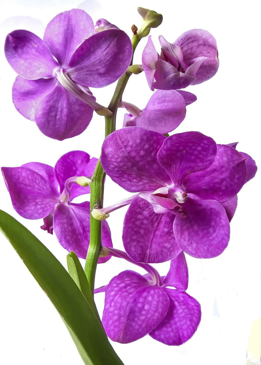 Vanda, Orchid, Pink, Exotic, Tropics, vanda orchid, blossom, HD wallpaper