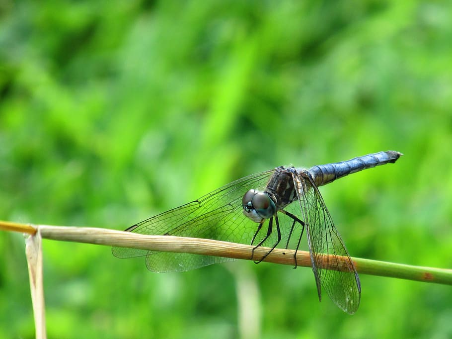 Dragonfly, Insect, Bug, Wing, Nature, summer, blue, animal themes HD wallpaper