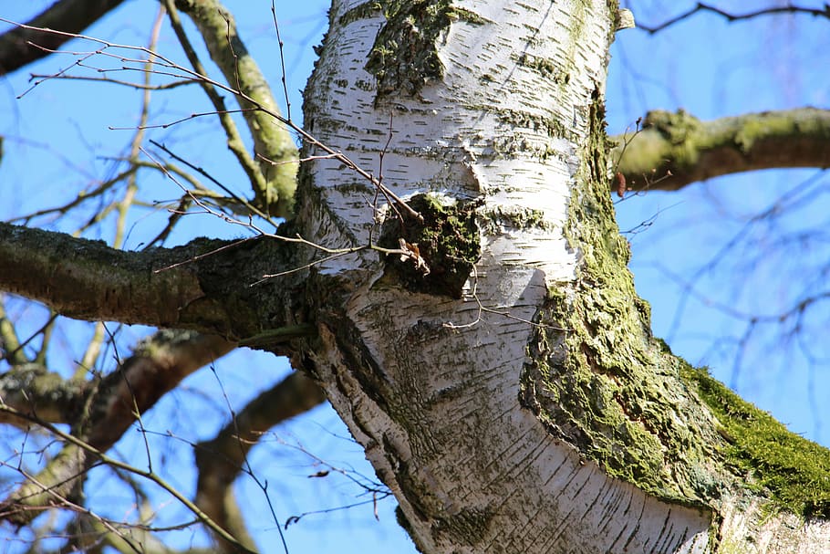 tree, birch, nat, log, nature, spring, tree trunk, plant, branch HD wallpaper
