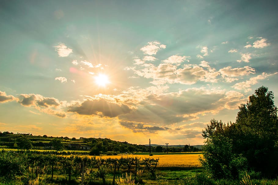 sun, wine, spring, holiday, sky, cloud - sky, tree, beauty in nature HD wallpaper