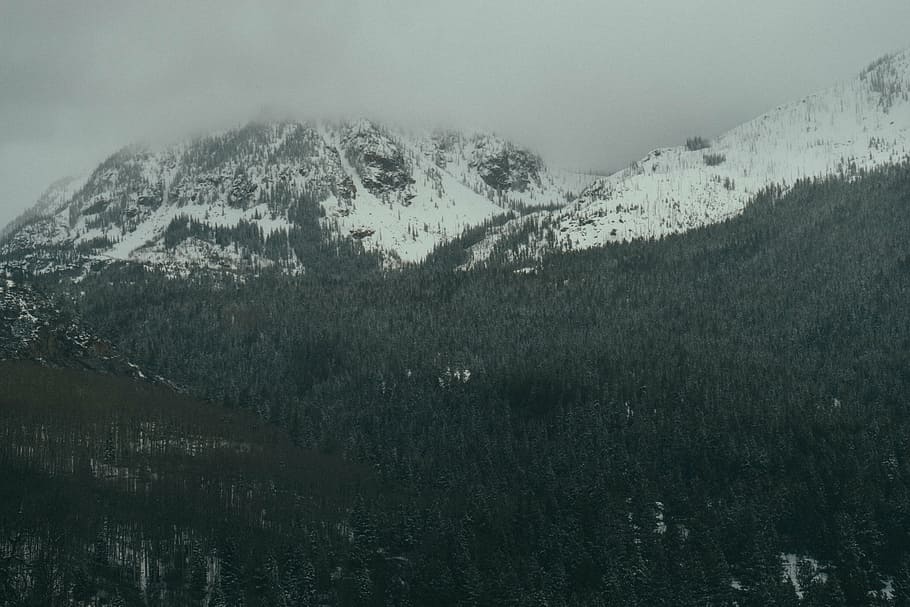 cold, forest, mountain, nature, snow, trees, winter, no people HD wallpaper