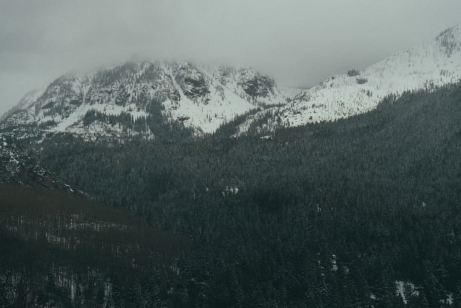 green trees with mountain filled with snow, snow mountain and forest HD wallpaper