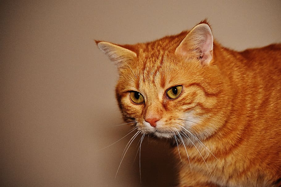 cat, red, funny, cute, mackerel, tiger, sweet, cuddly, animal HD wallpaper