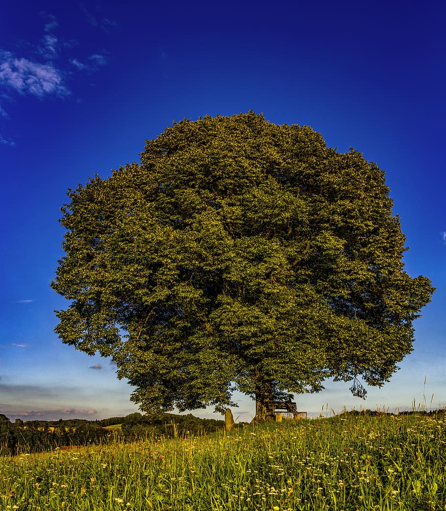 tree, individually, meadow, nature, sky, green, landscape, mystical HD wallpaper