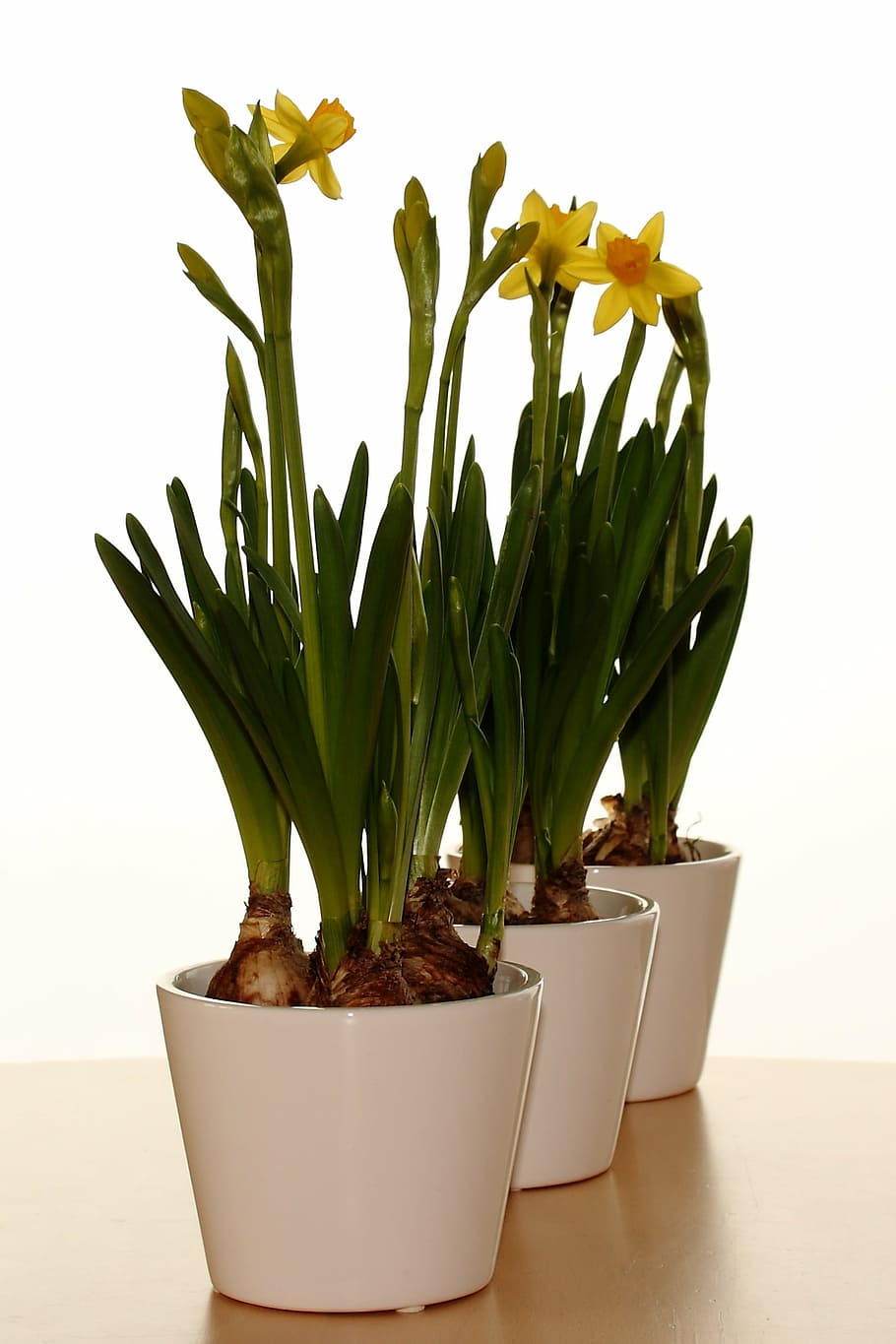 vase, easter lilies, spring, pan, flowers, narcis, growth, plant HD wallpaper