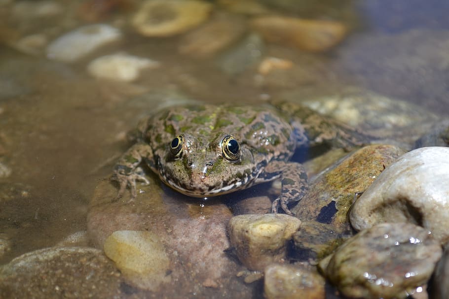 frog, frog eyes, animal themes, one animal, animal wildlife HD wallpaper