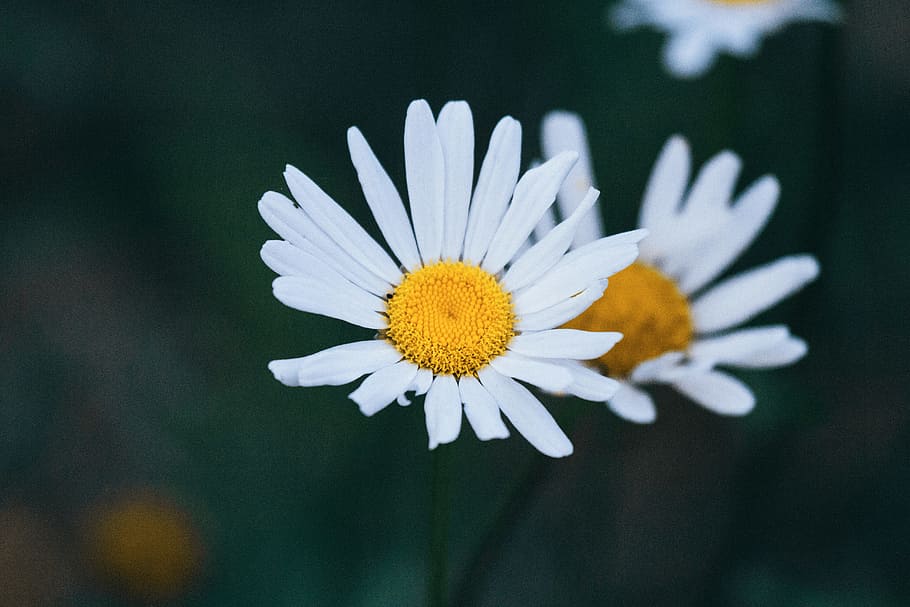 ox-eyed daisy flowers, closeup photography of white daisy flowers HD wallpaper