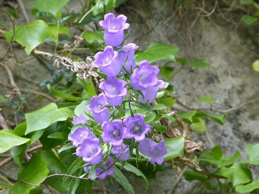 bellflower, nature, flowers, purple, plants, summer flowers, HD wallpaper