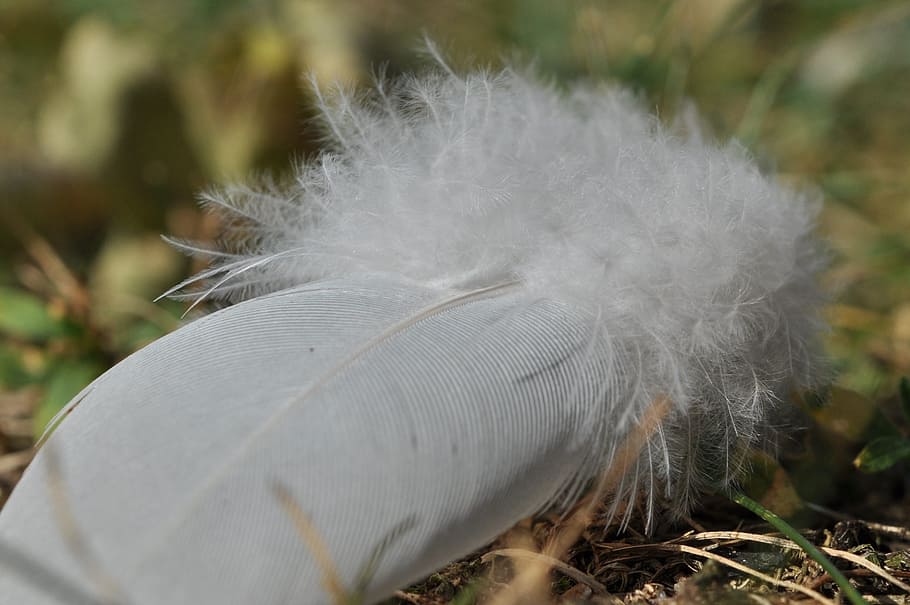 feather, down, white, filigree, plumage, slightly, fluffy, lightweight HD wallpaper