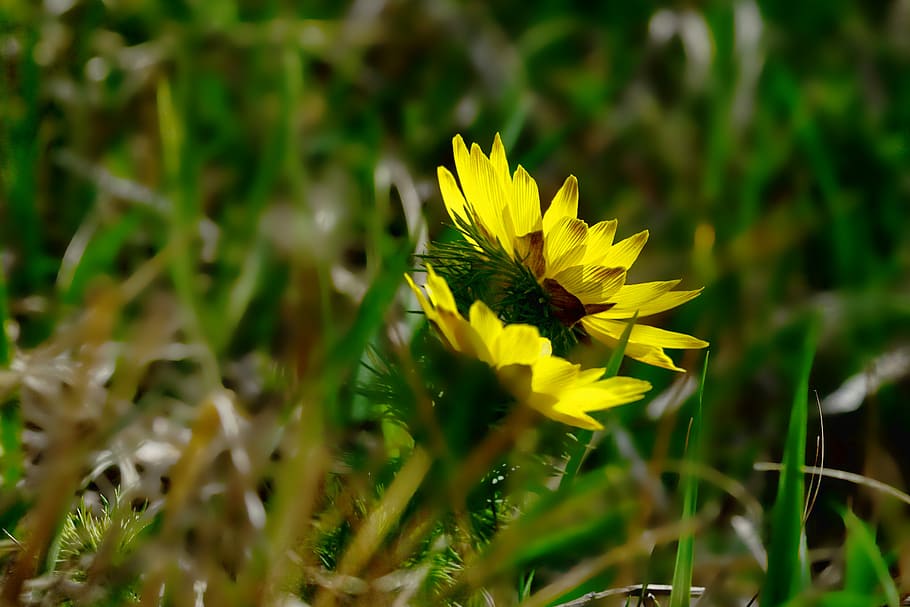 nature, plant, flower, spring adonis, grass, close, pointed flower, HD wallpaper
