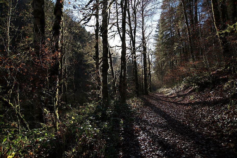 forest, shadow, tree, trees, nature, no people, woodland, scenics HD wallpaper