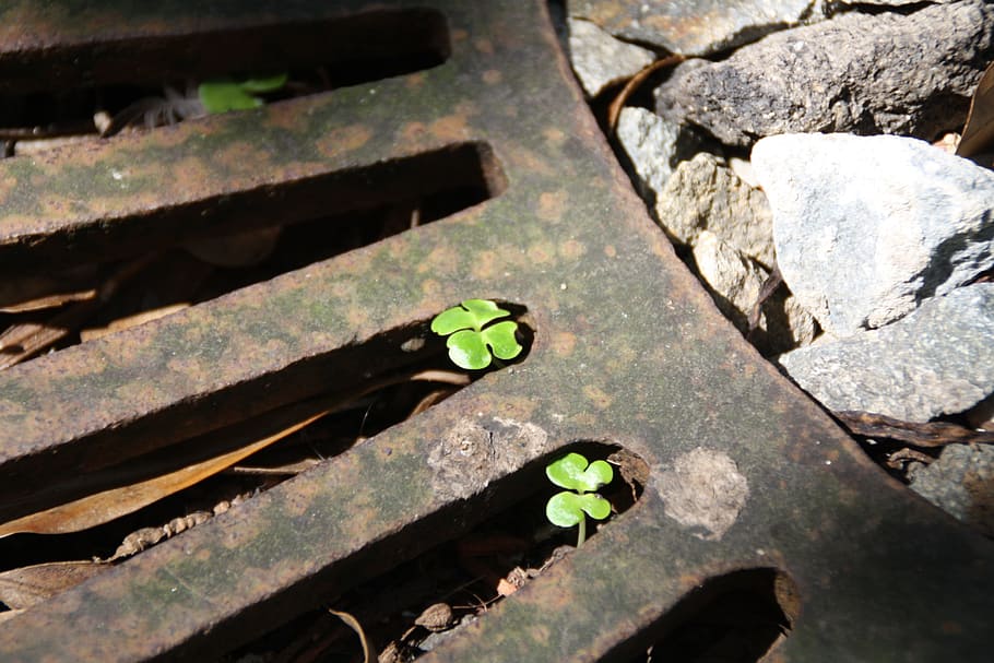 two green clover sprouts between black metal frame beside rocks at daytime, HD wallpaper
