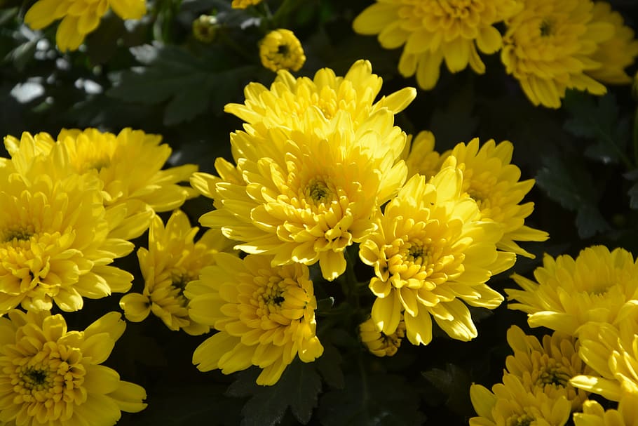 mums, flowers, colors, yellow, flowers flowers, nature, toussaint, HD wallpaper