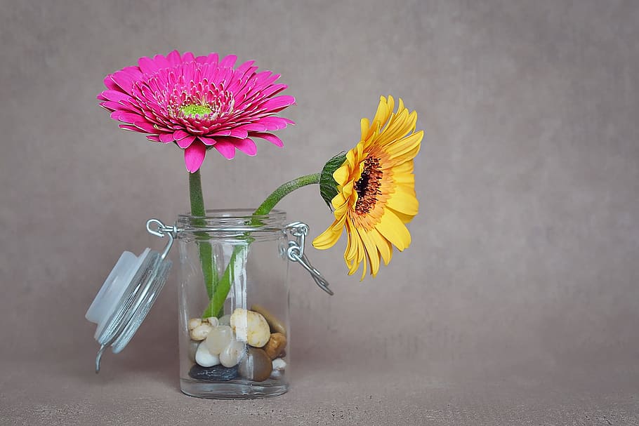 two yellow and pink daisy flowers in glass jar with stones, gerbera