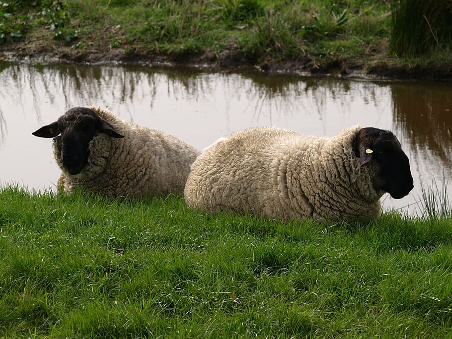 sheep, dike, wool, rest, grass, animal themes, vertebrate, mammal HD wallpaper