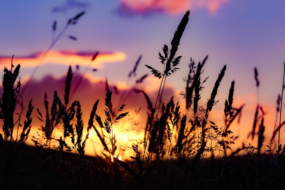 Field, silhouette of grass during sunset, cloud, sky, nature, HD wallpaper