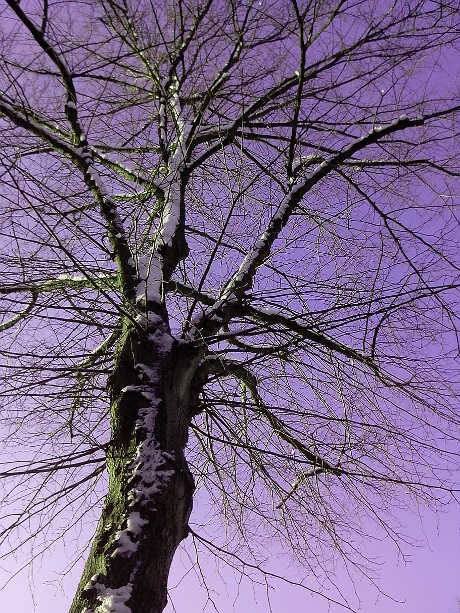 branches, nature, background, tree, birch, sky, bare tree, plant HD wallpaper