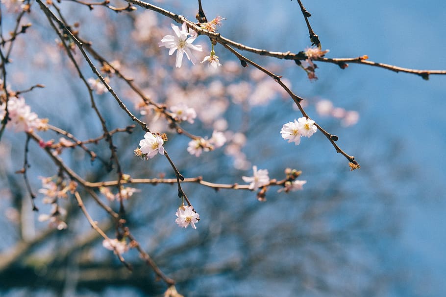 selective focus photography white petaled flowering tree, shallow focus photography of white petal flowers HD wallpaper