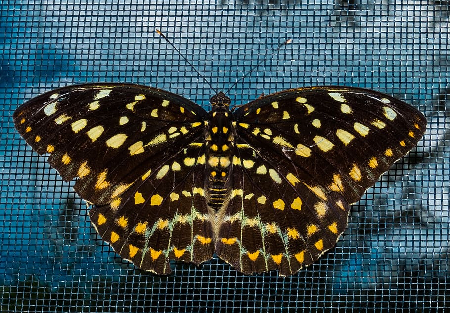 butterfly, insect, public record, animal themes, animal wildlife HD wallpaper