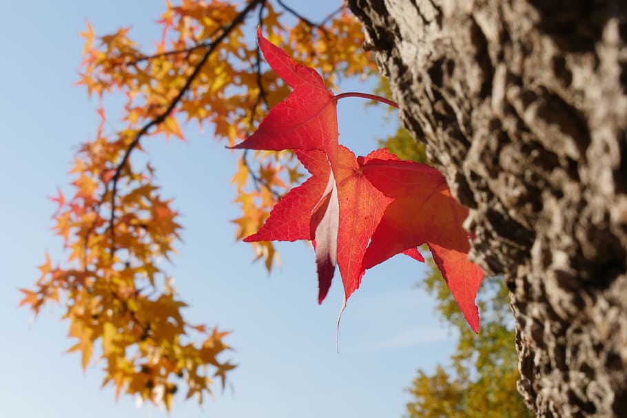 nature, tree, leaf, red, autumn, sky, change, plant part, orange color HD wallpaper