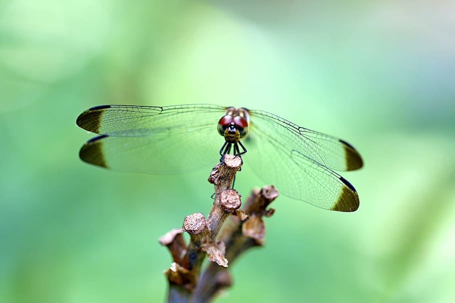 Pause, Nature, Forest, Insects, dragonfly, landscape, park HD wallpaper