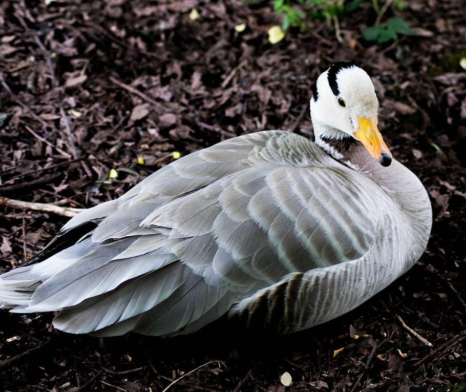 Bar-Headed Goose, Bird, Nature, wildlife, geese, anser, outdoor, HD wallpaper