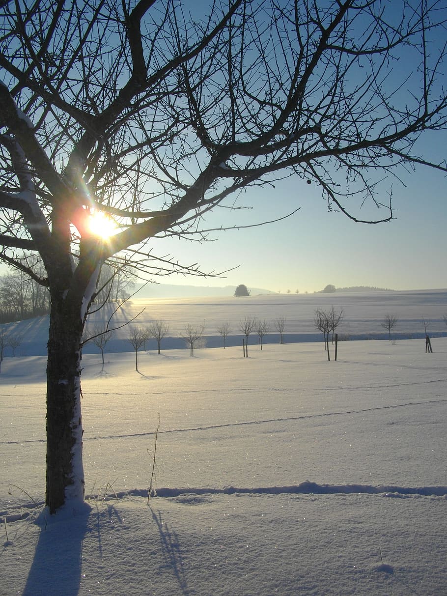 apple tree, winter, snow, cold, sun, snow landscape, cold temperature HD wallpaper