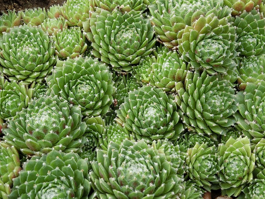 plant, green, texture, pattern, green color, healthy eating HD wallpaper