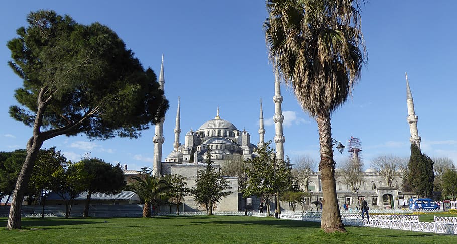 istanbul, places of interest, sultan ahmed mosque, tree, plant, HD wallpaper