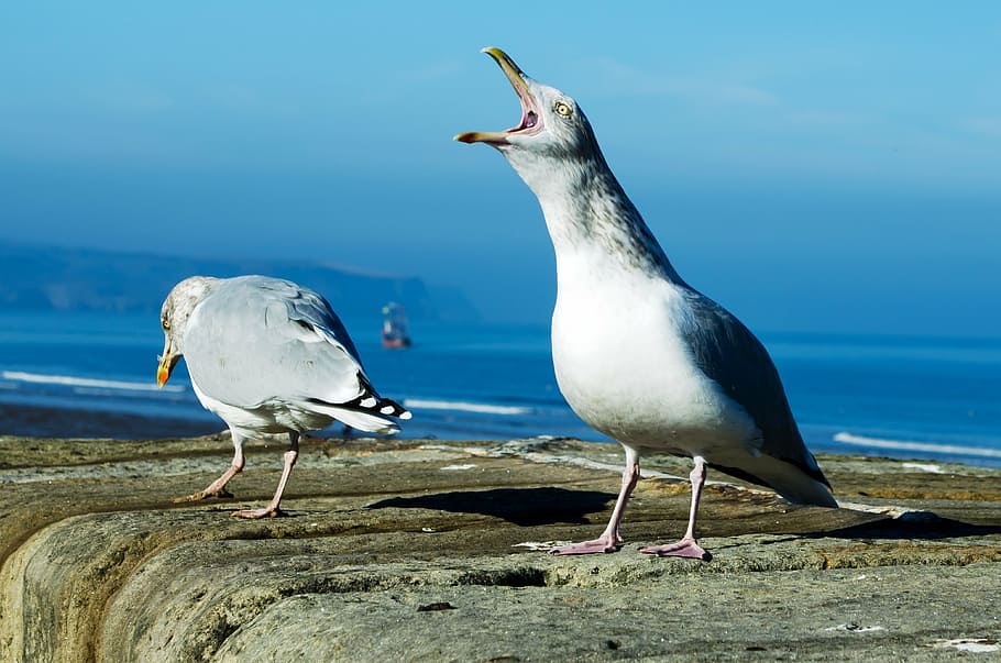 two white birds on gray rock, animals, background, beak, day HD wallpaper