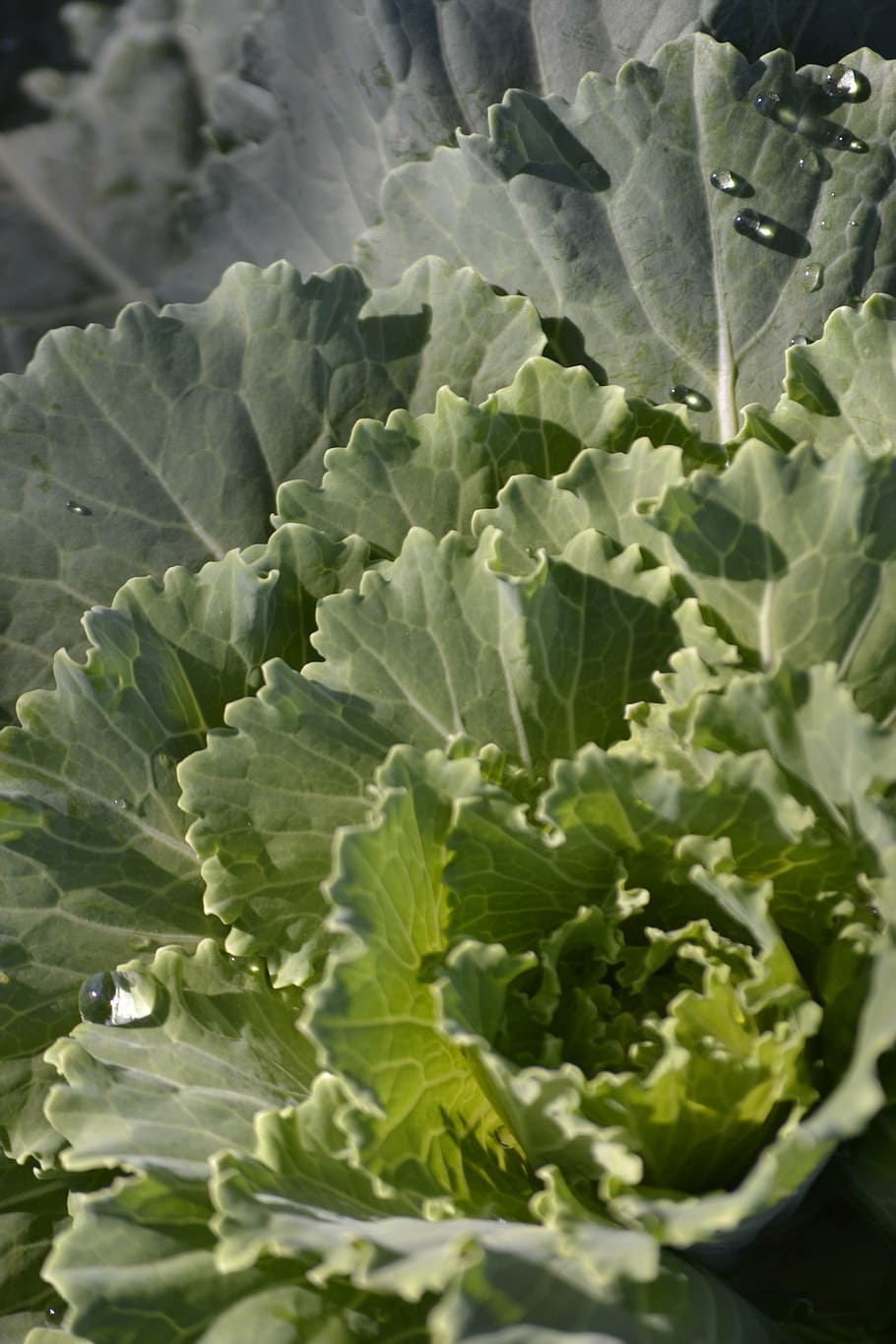 cabbage, produce, green, freshness, food and drink, leaf, plant part HD wallpaper