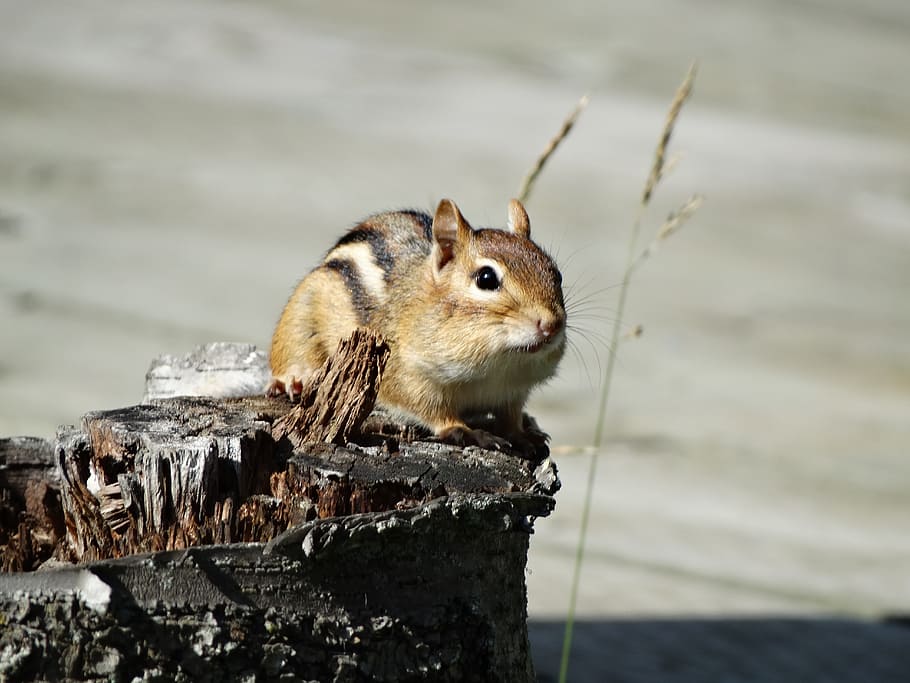 chipmunk, cute, wildlife, animal wildlife, animal themes, one animal HD wallpaper