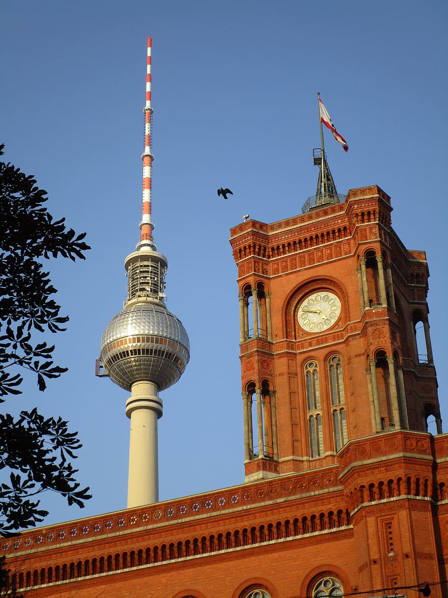 tv tower, red town hall, clock, berlin, bird, capital, alexanderplatz, HD wallpaper