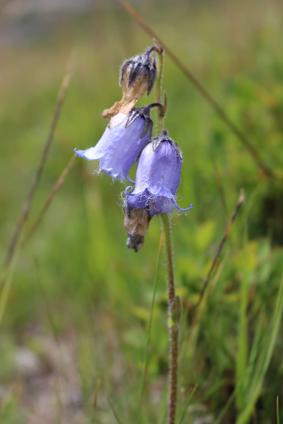 flower, bell, violet, plant, growth, close-up, beauty in nature HD wallpaper