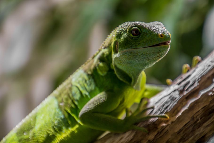 Lizard, Reptile, green, animal, nature, wildlife, iguana, green Color HD wallpaper