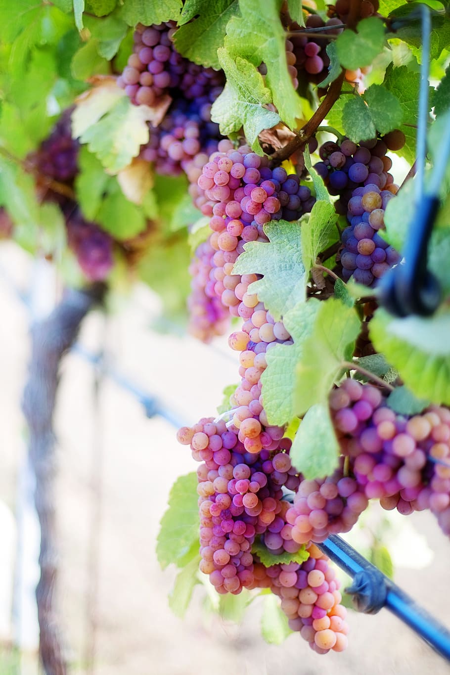 grapes during daytime, wine grapes, purple grapes, vine, vineyard, HD wallpaper