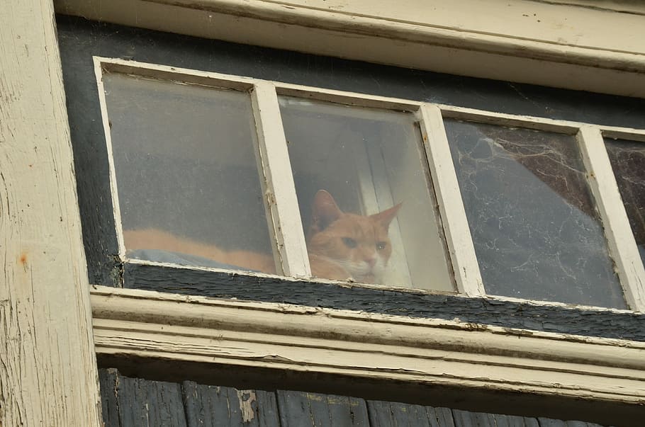 Cat, Pet, Window, Glass, Curious, red, are, building exterior HD wallpaper