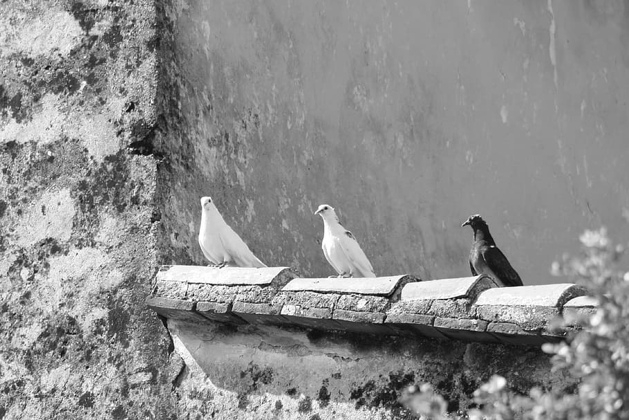 birds, black, white, wall, vertebrate, animal wildlife, animal themes HD wallpaper