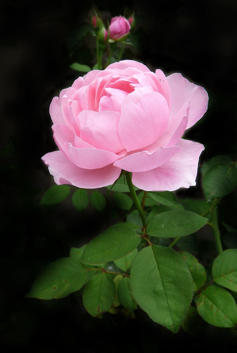pink peony flower macro photography, rose, stem, pale pink, flowering plant, HD wallpaper