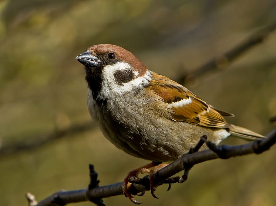 brown and gray bird, sparrow, sperling, sitting, branch, garden HD wallpaper