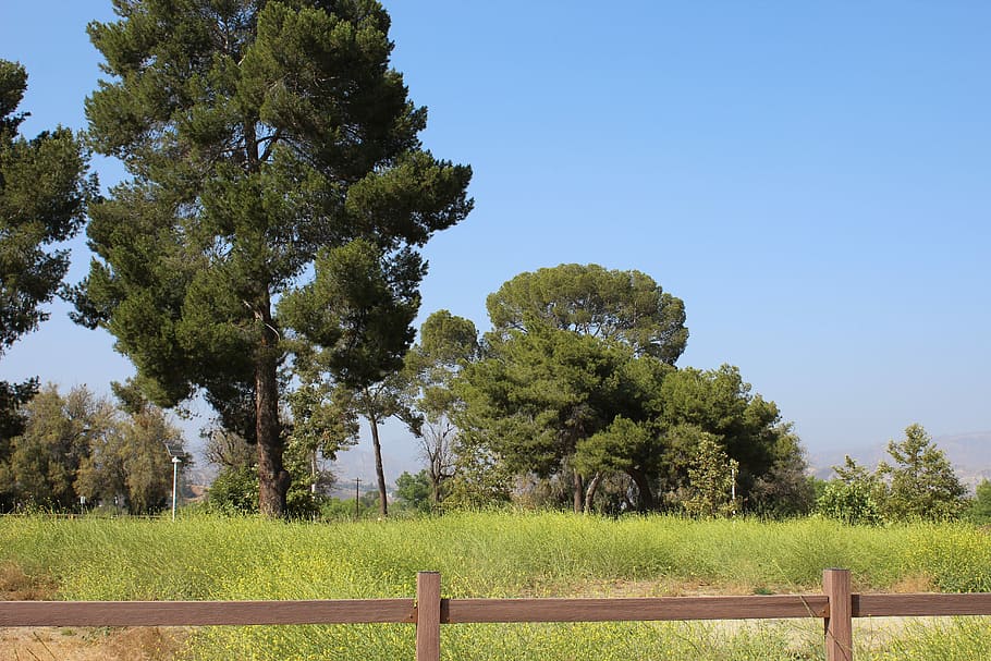 Landscape, Scenery, Forest, Green, Trees, nature, rural scene HD wallpaper