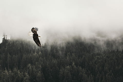 bald eagle flying under forest during daytime, flying black eagle on air with forest on ground HD wallpaper